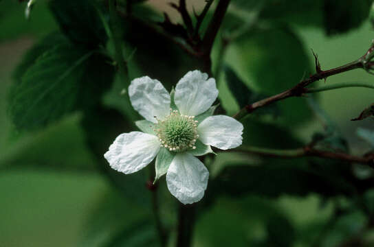 صورة Rubus rosifolius Smith