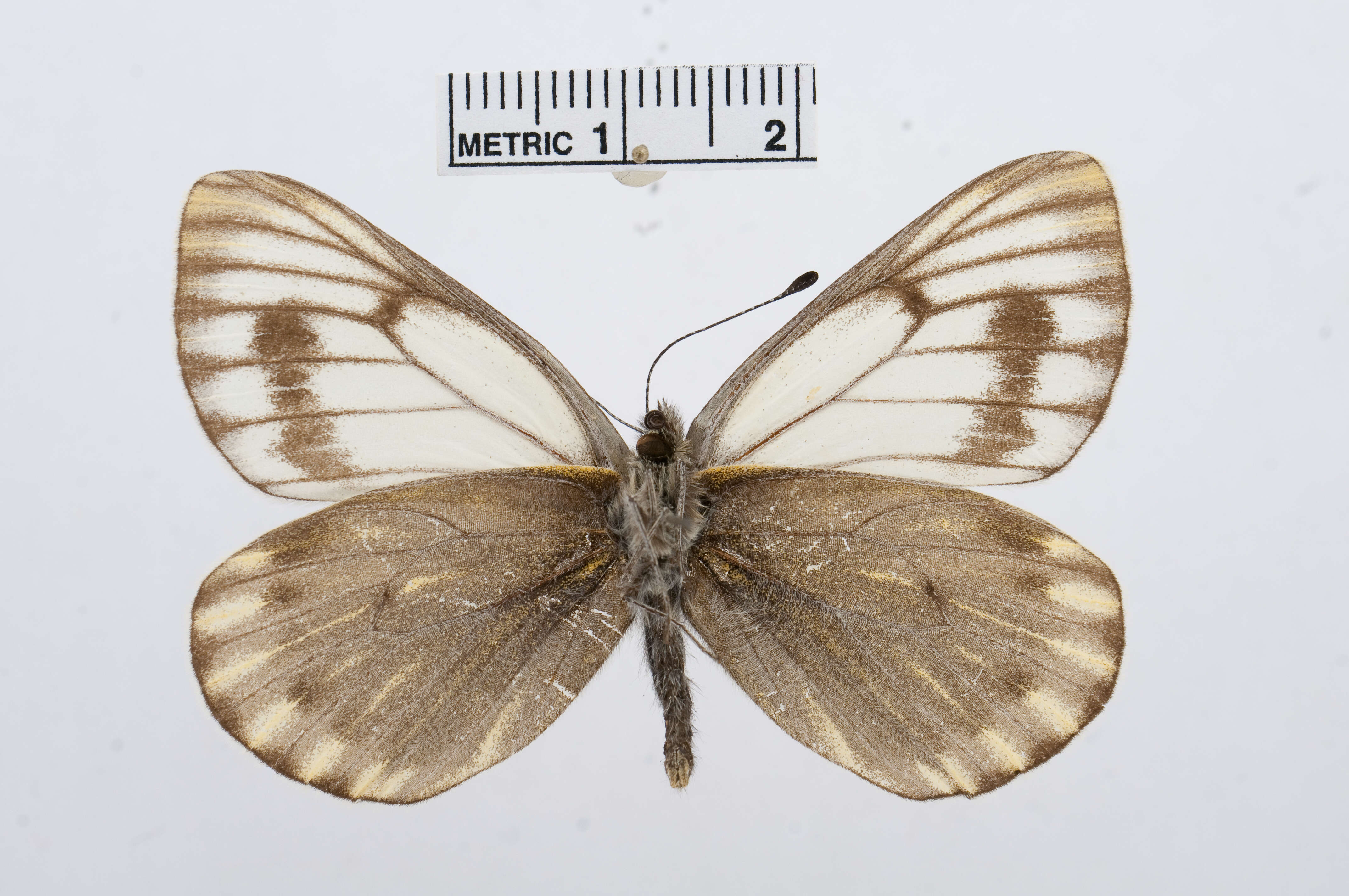 Image of Pieris Hübner 1819