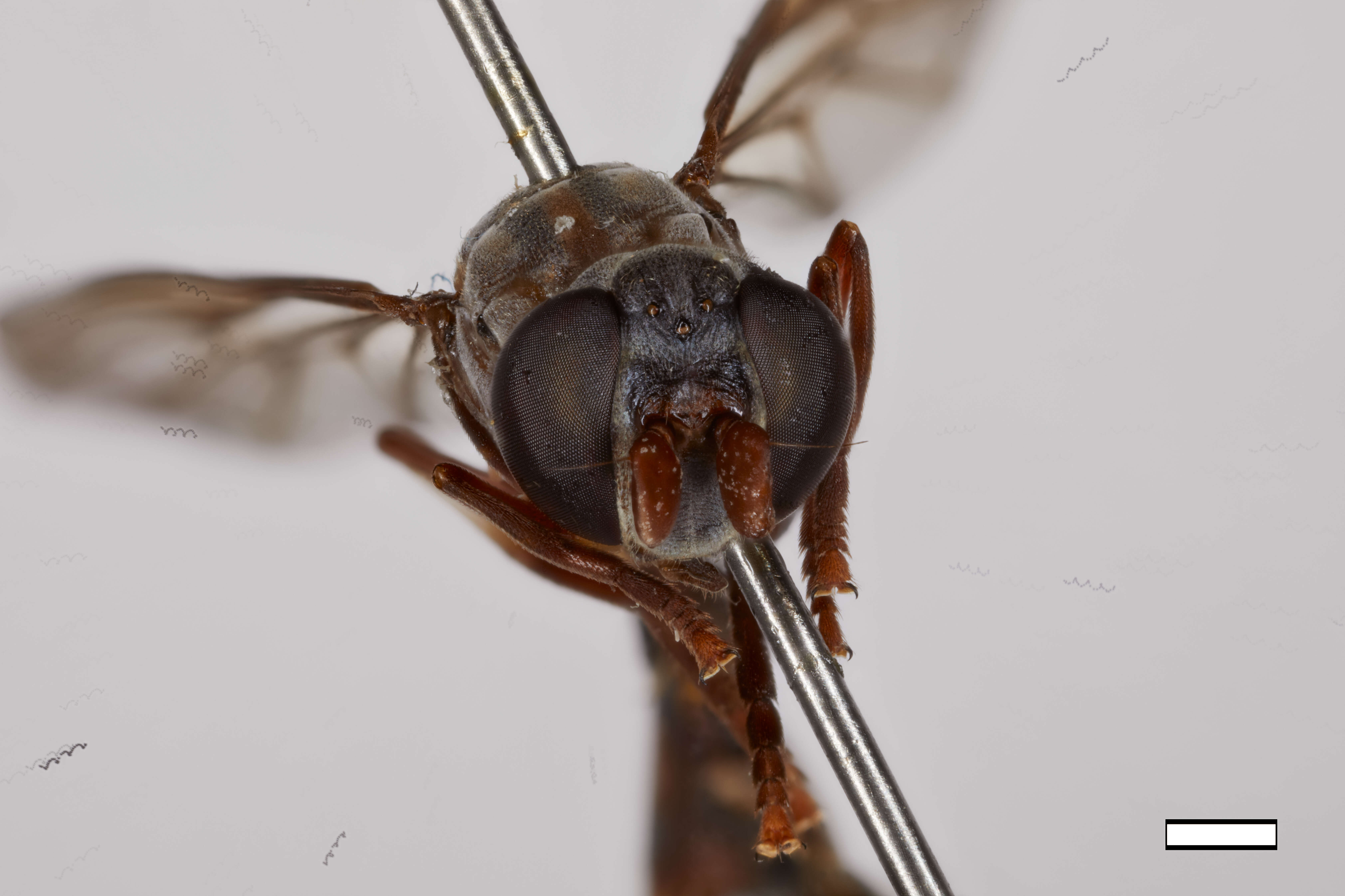 Image of Spheginobaccha pamela Thompson & Hauser 2015