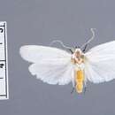 Image of Timocratica xanthosoma leucocephala Becker 1982