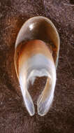 Image of arrow-finned squid