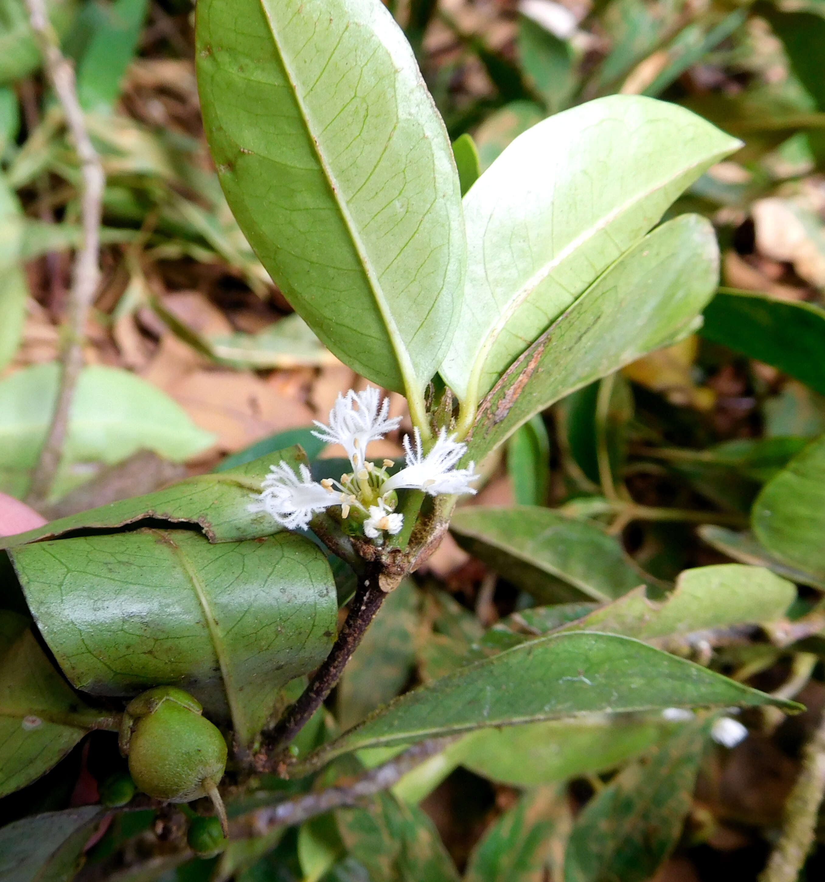 Слика од Cassipourea guianensis Aubl.