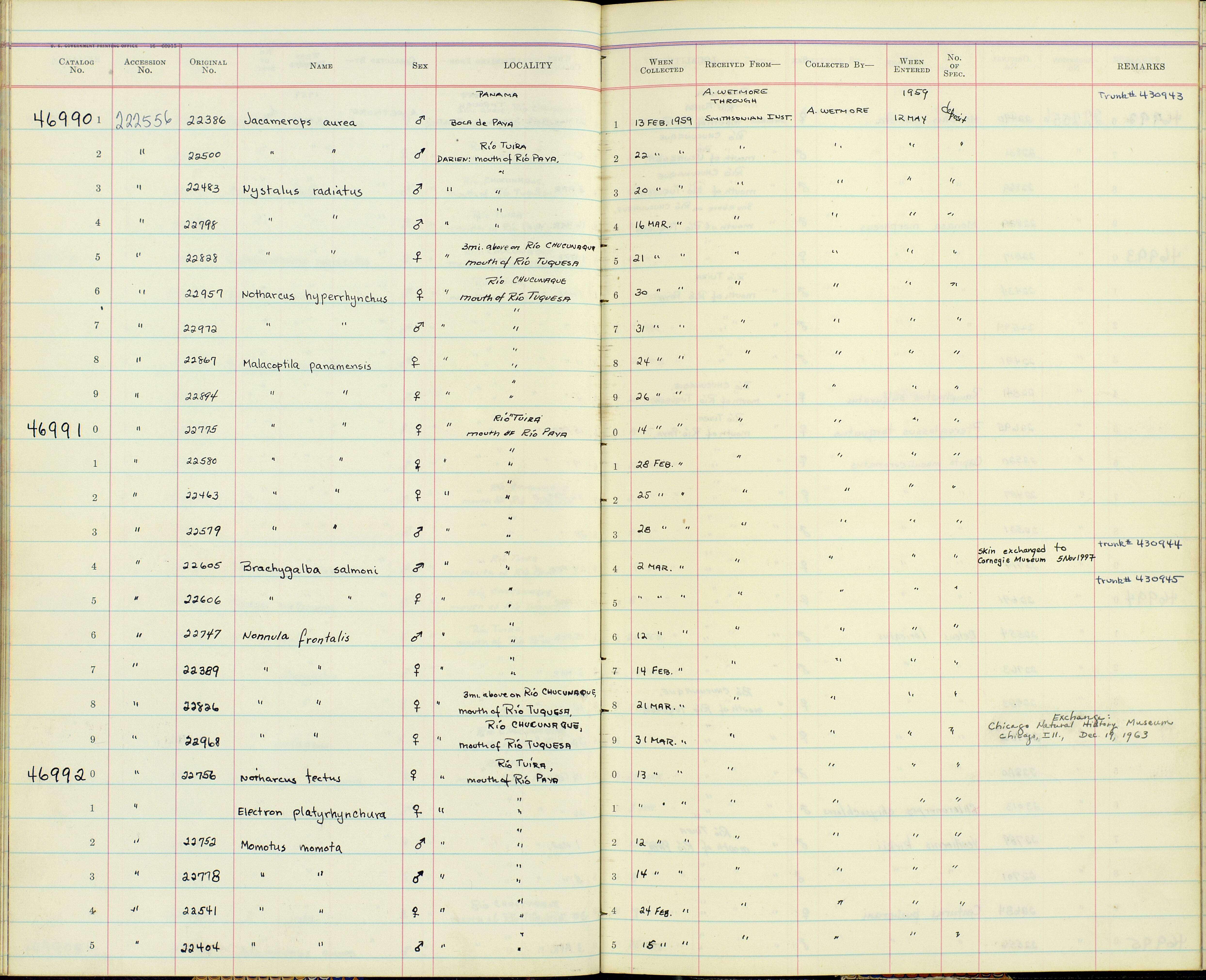 Sivun Momotus momota conexus Thayer & Bangs 1906 kuva