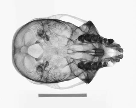 Plancia ëd Chlorocebus pygerythrus pygerythrus (F. Cuvier 1821)