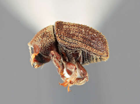 Image of Bark beetle