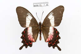 Parides ascanius (Cramer (1775))的圖片