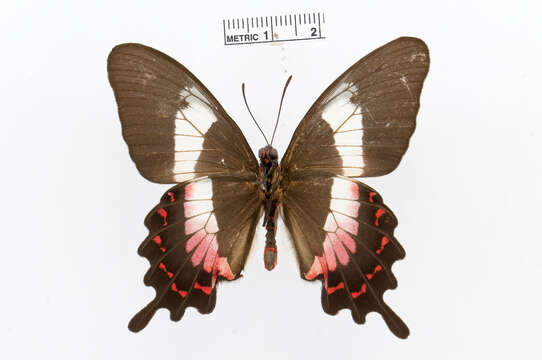 Parides ascanius (Cramer (1775))的圖片