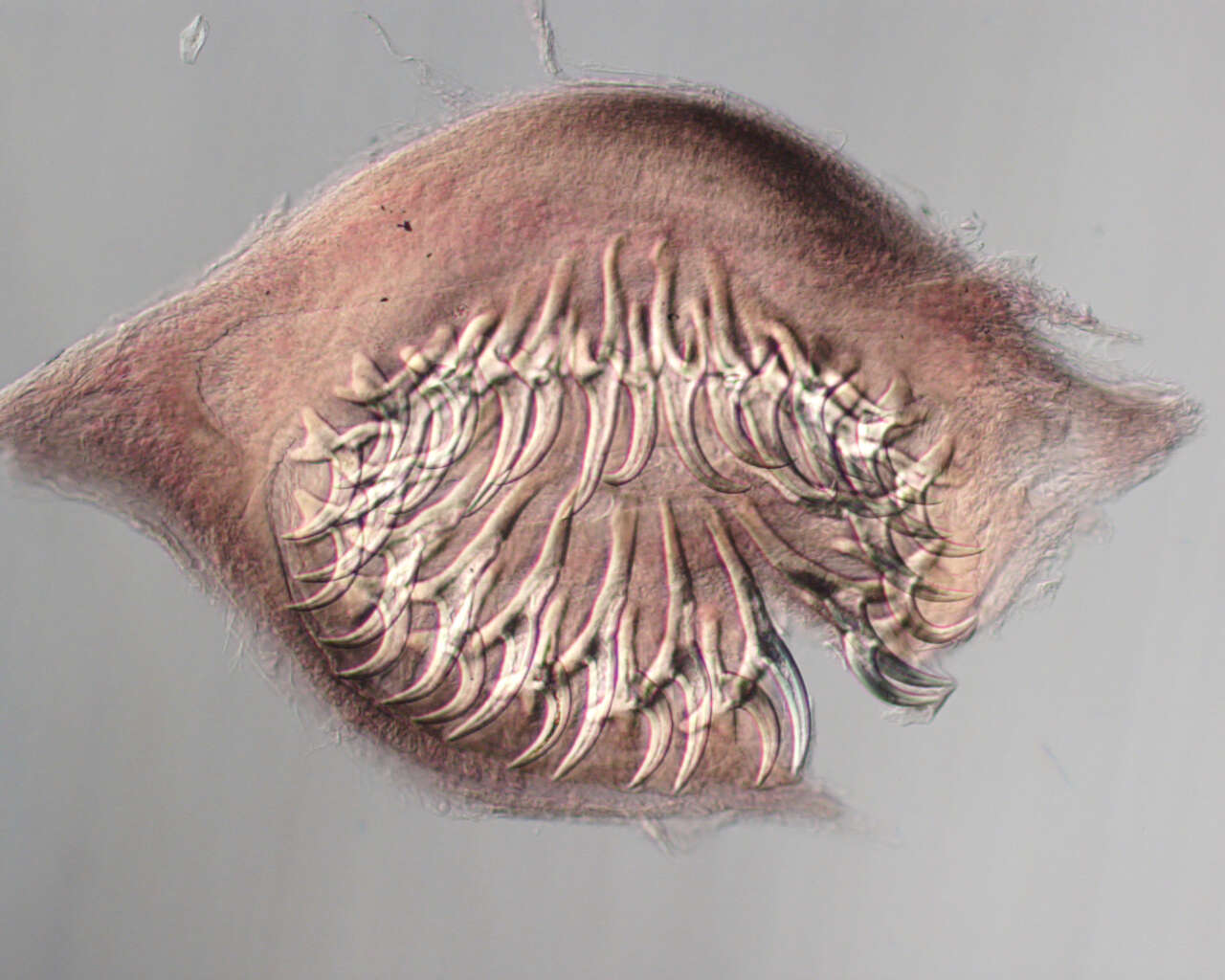 Image of Taenia hydatigena Pallas 1766