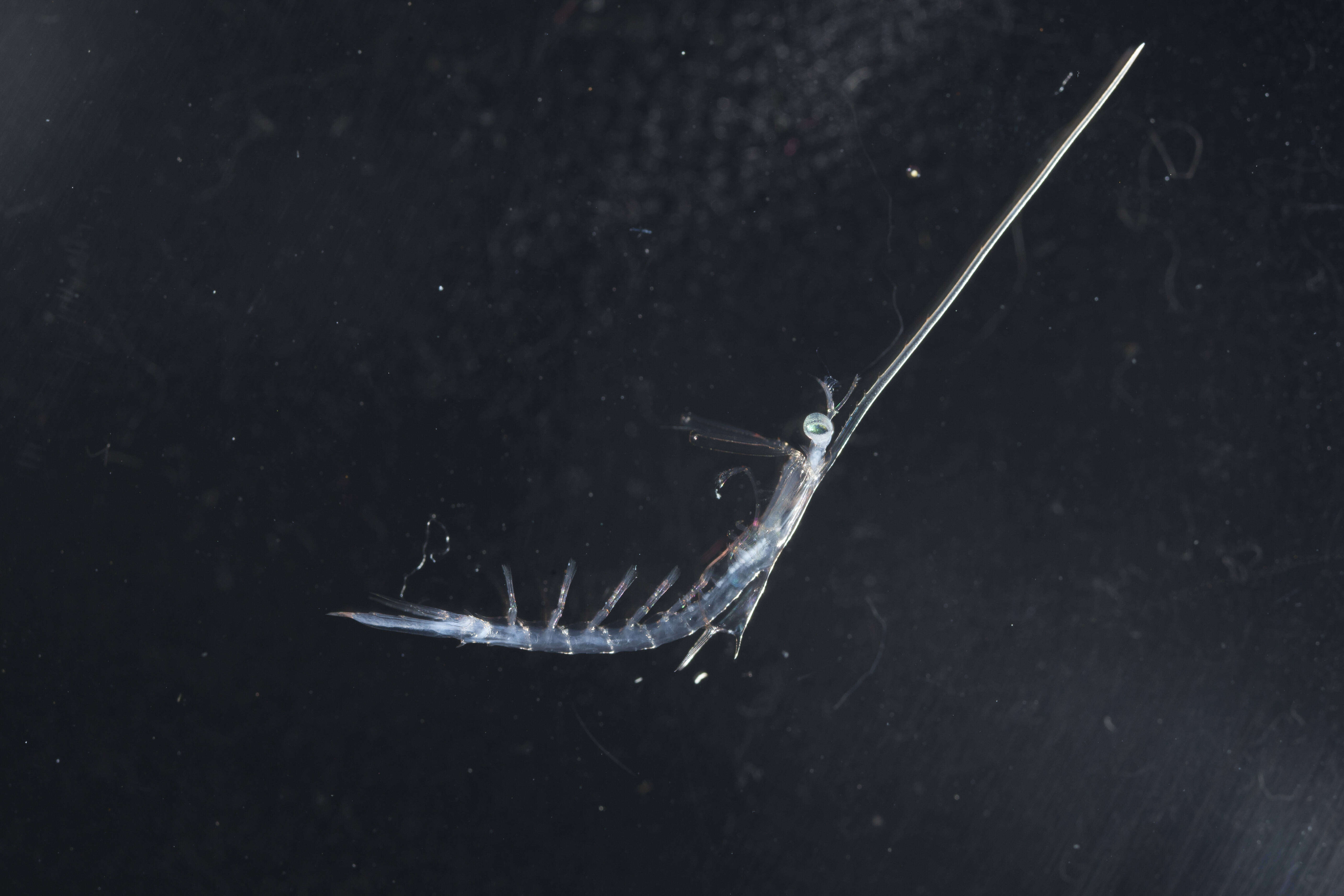 Image of Gonodactylidae
