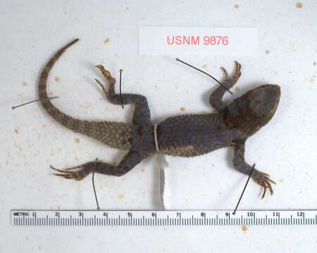 Image of Sceloporus torquatus torquatus Wiegmann 1828