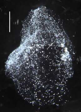Image of Mistoprayina fragosa Pugh & Harbison 1987