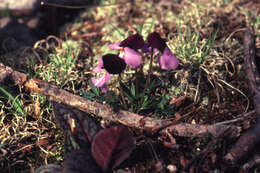 Image of birdfoot violet