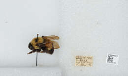 Слика од Bombus affinis Cresson 1864