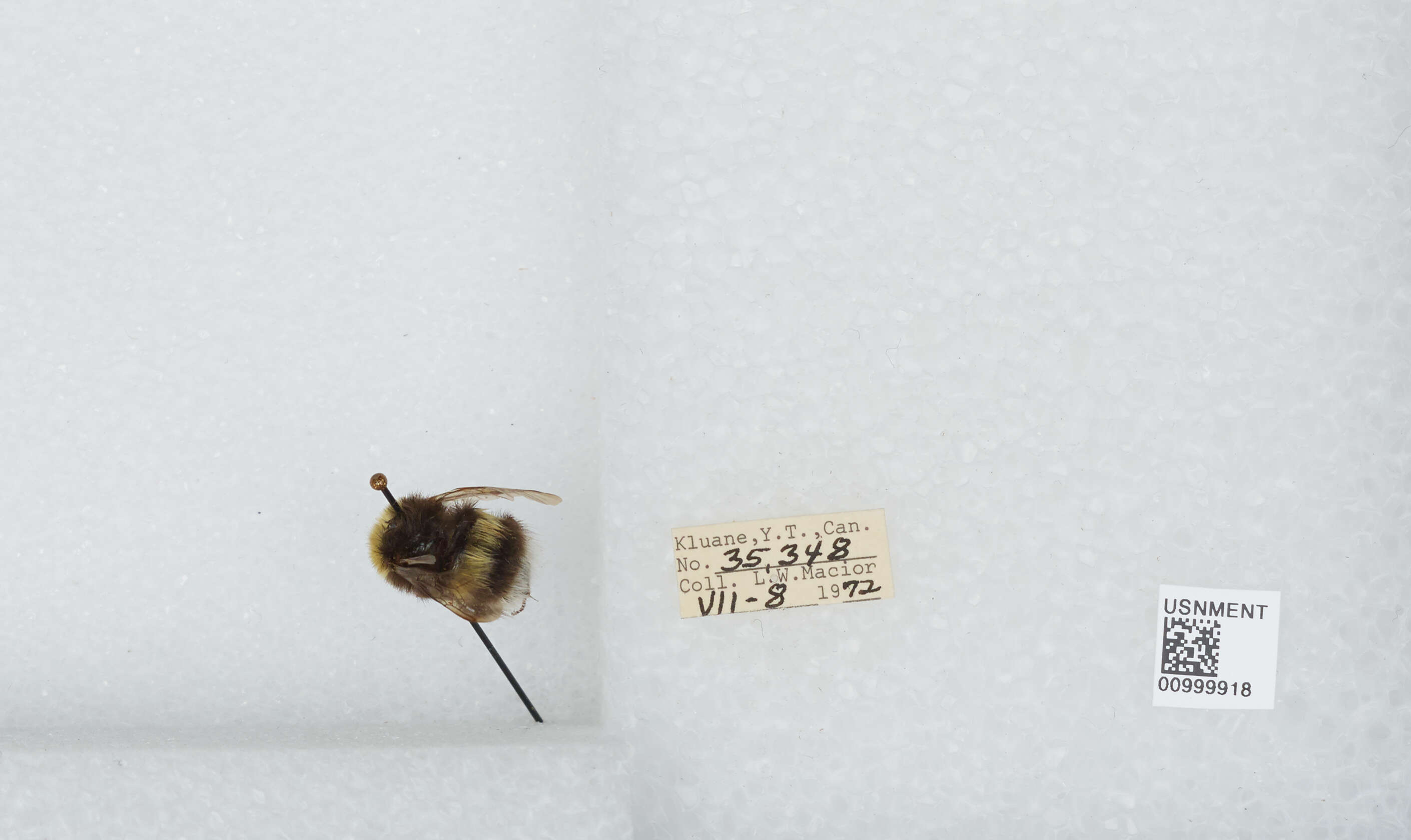 Image of White-tailed bumblebee