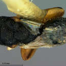 Image of Schwarzella arizonensis Ashmead 1904