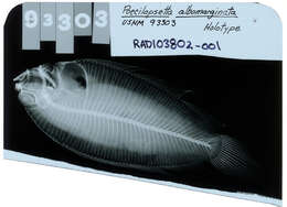 Poecilopsetta inermis (Breder 1927) resmi