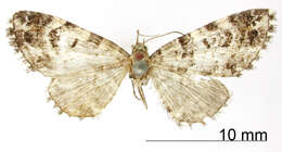 Image of Eupithecia albimixta Schaus 1913