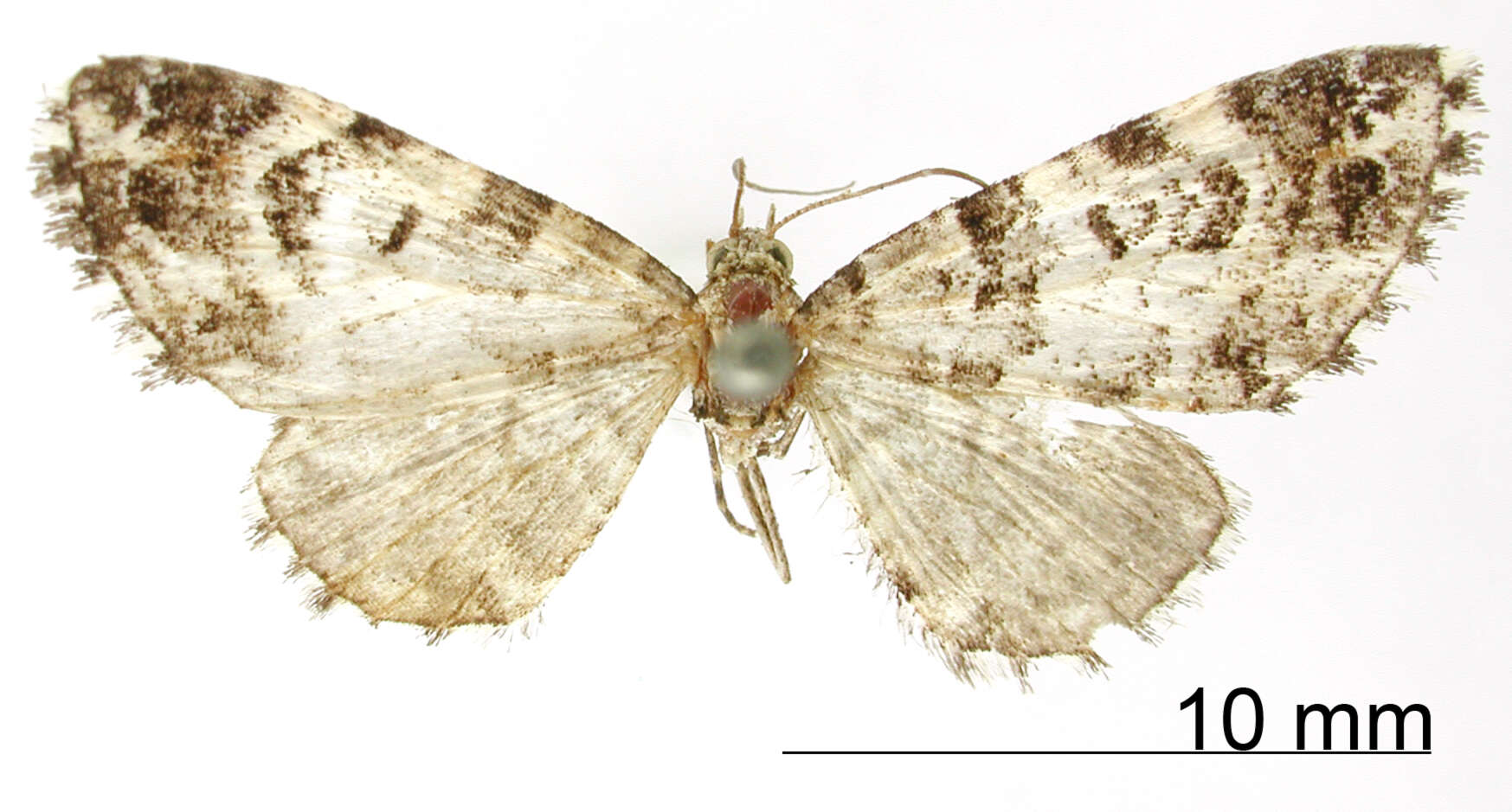 Image of Eupithecia albimixta Schaus 1913