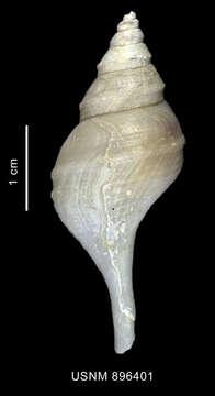 Image of Aforia goniodes (R. B. Watson 1881)