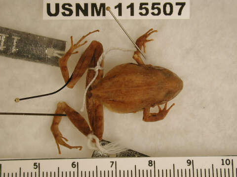 Image of Craugastor montanus (Taylor 1942)