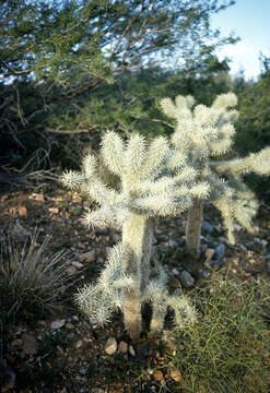 Image of teddybear cholla