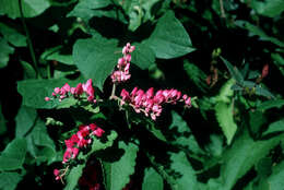 Image of antigonon