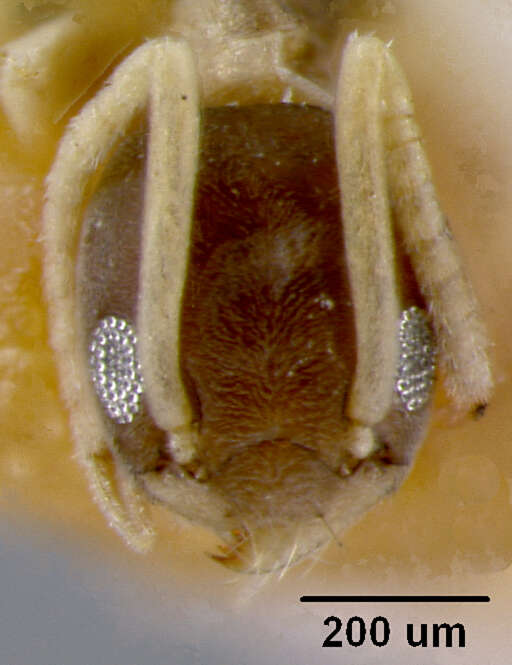 Tapinoma melanocephalum australe resmi