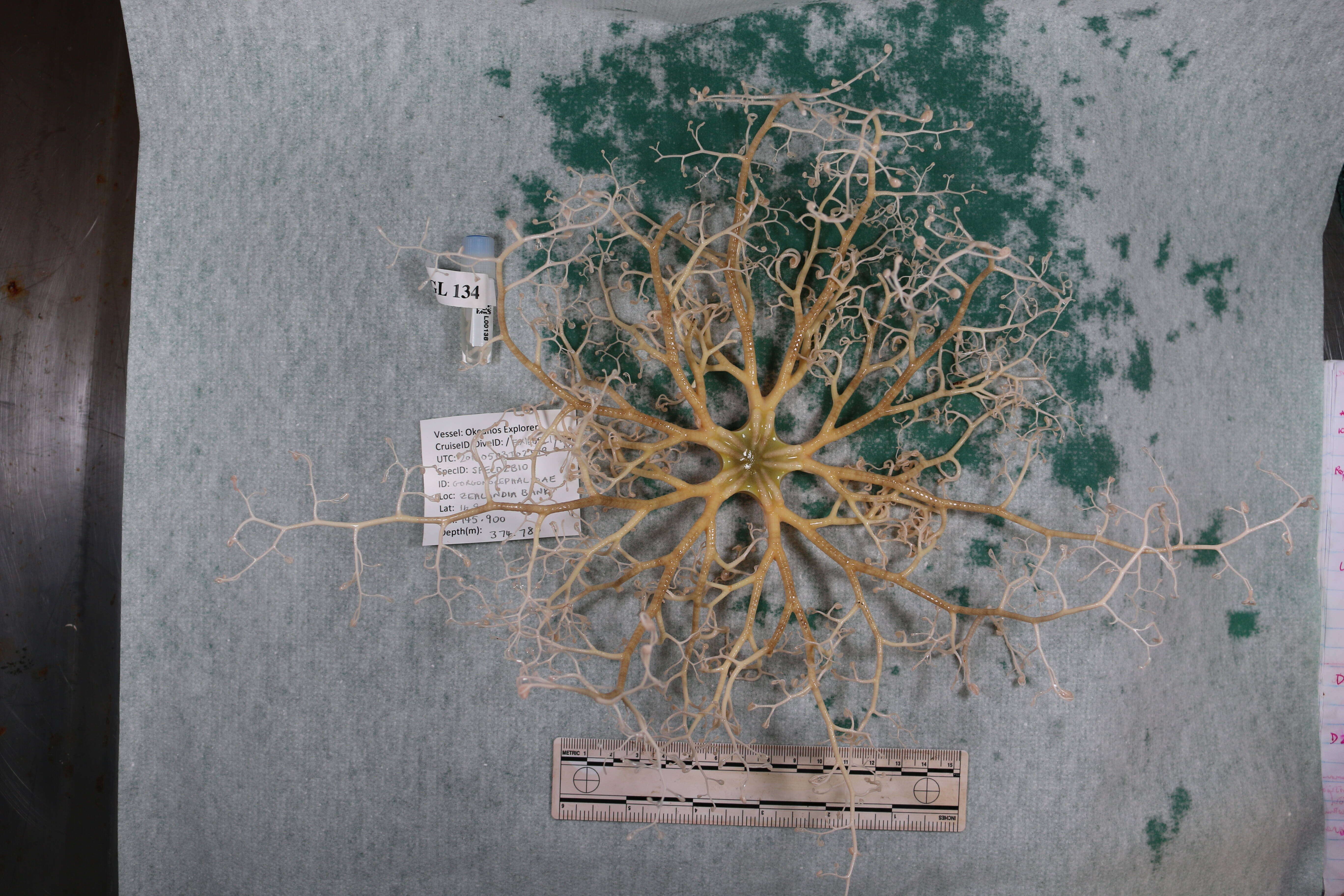 Astrodendrum sagaminum (Döderlein 1902) resmi