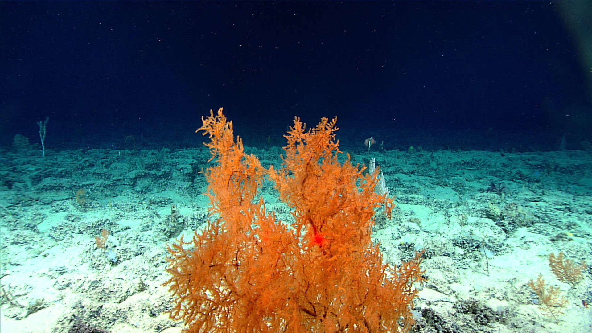 Image of Black coral