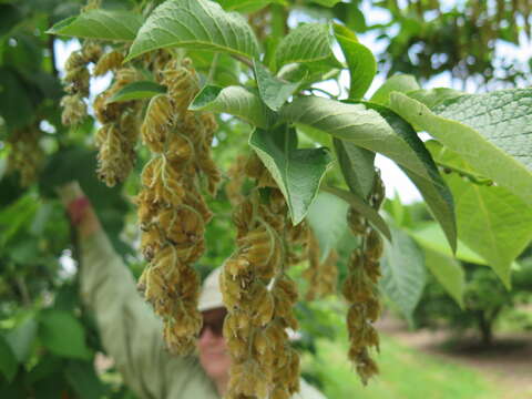 Imagem de Pterostyrax hispidus Sieb. & Zucc.