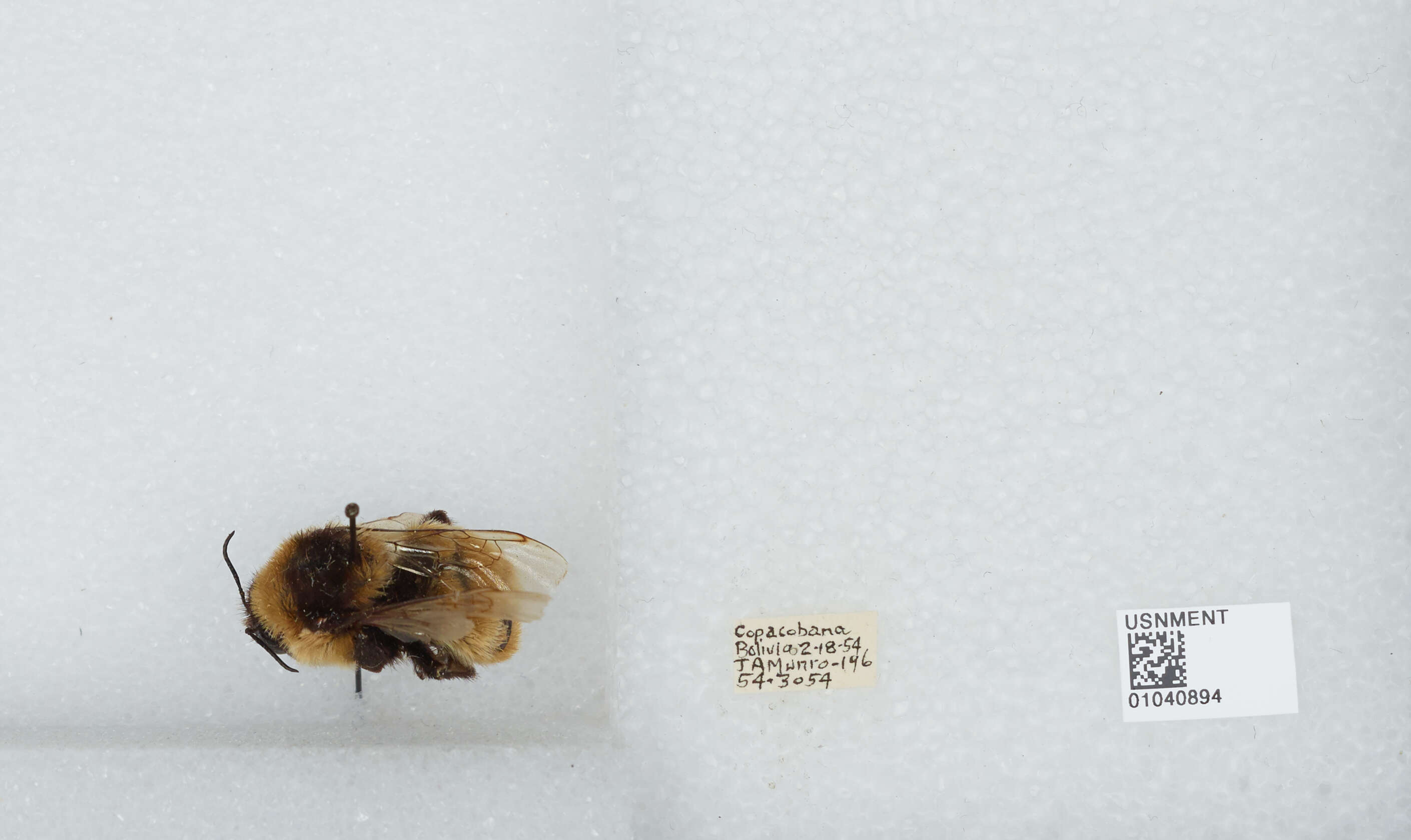 Image of Bombus opifex Smith 1879