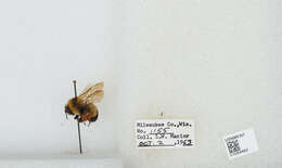 Слика од Bombus affinis Cresson 1864