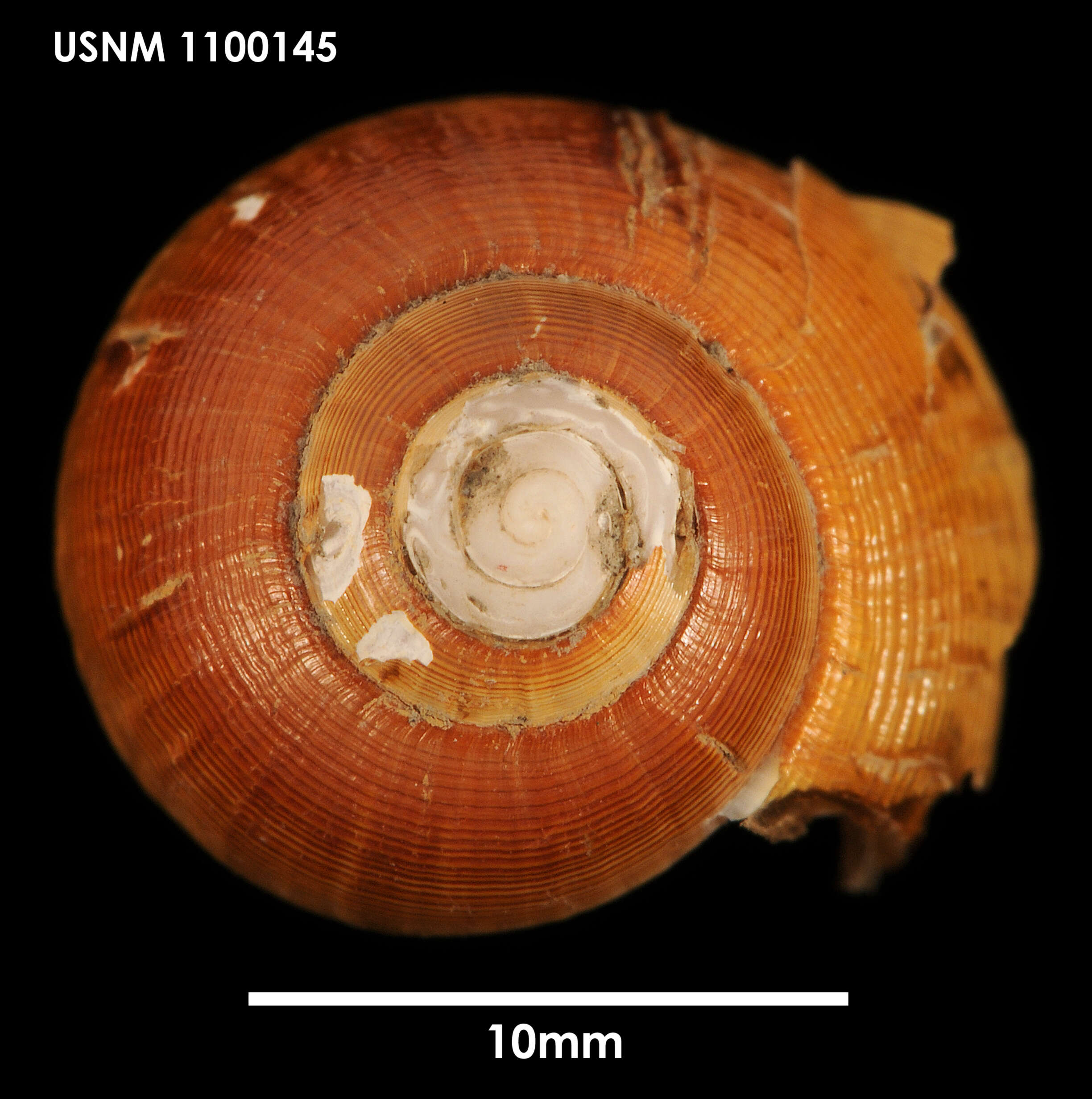Image of Neactaeonina edentula (R. B. Watson 1883)