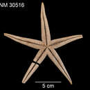 Image of Ctenophoraster diploctenius Fisher 1913