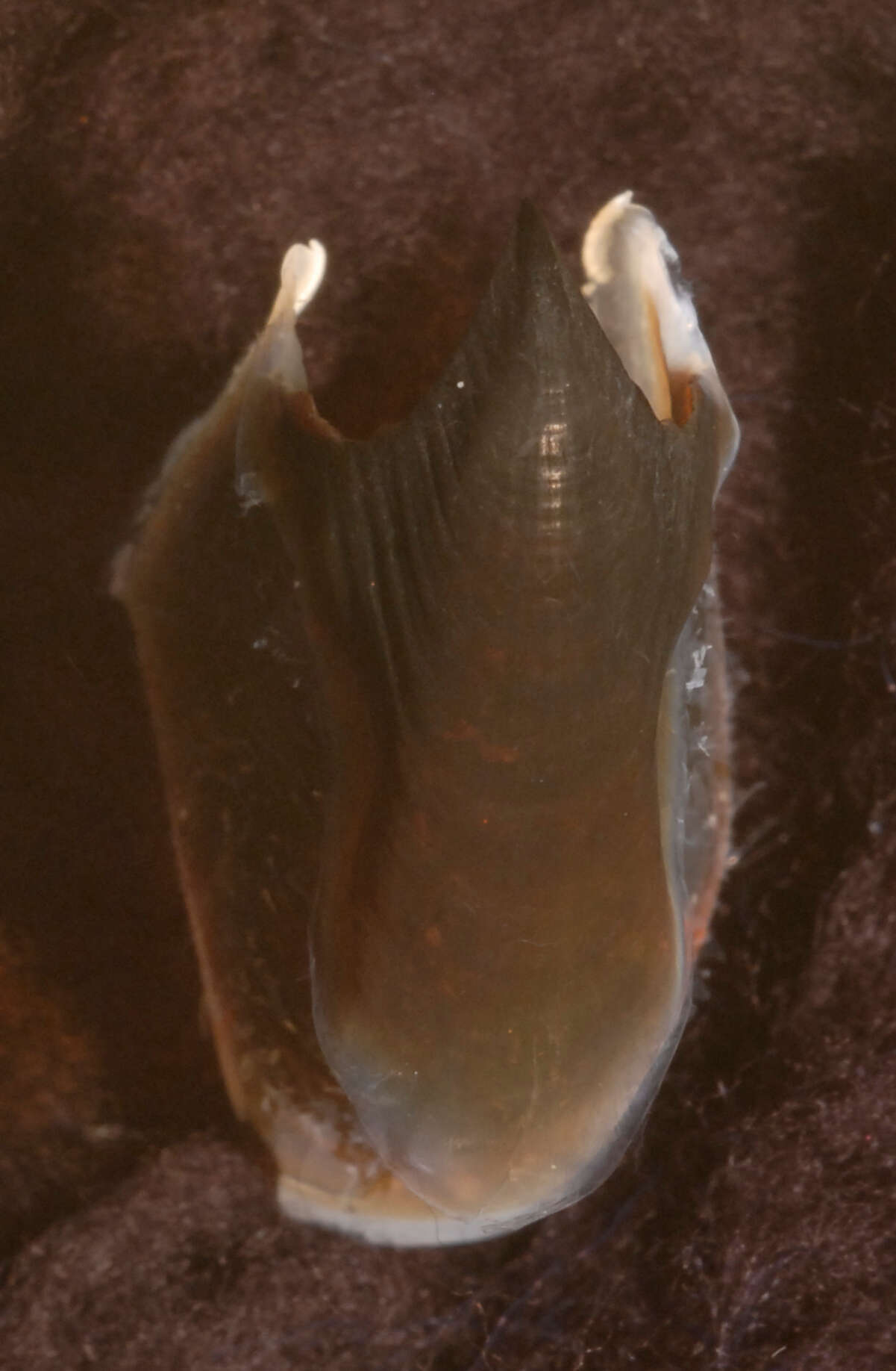 Image of Promachoteuthidae Naef 1912