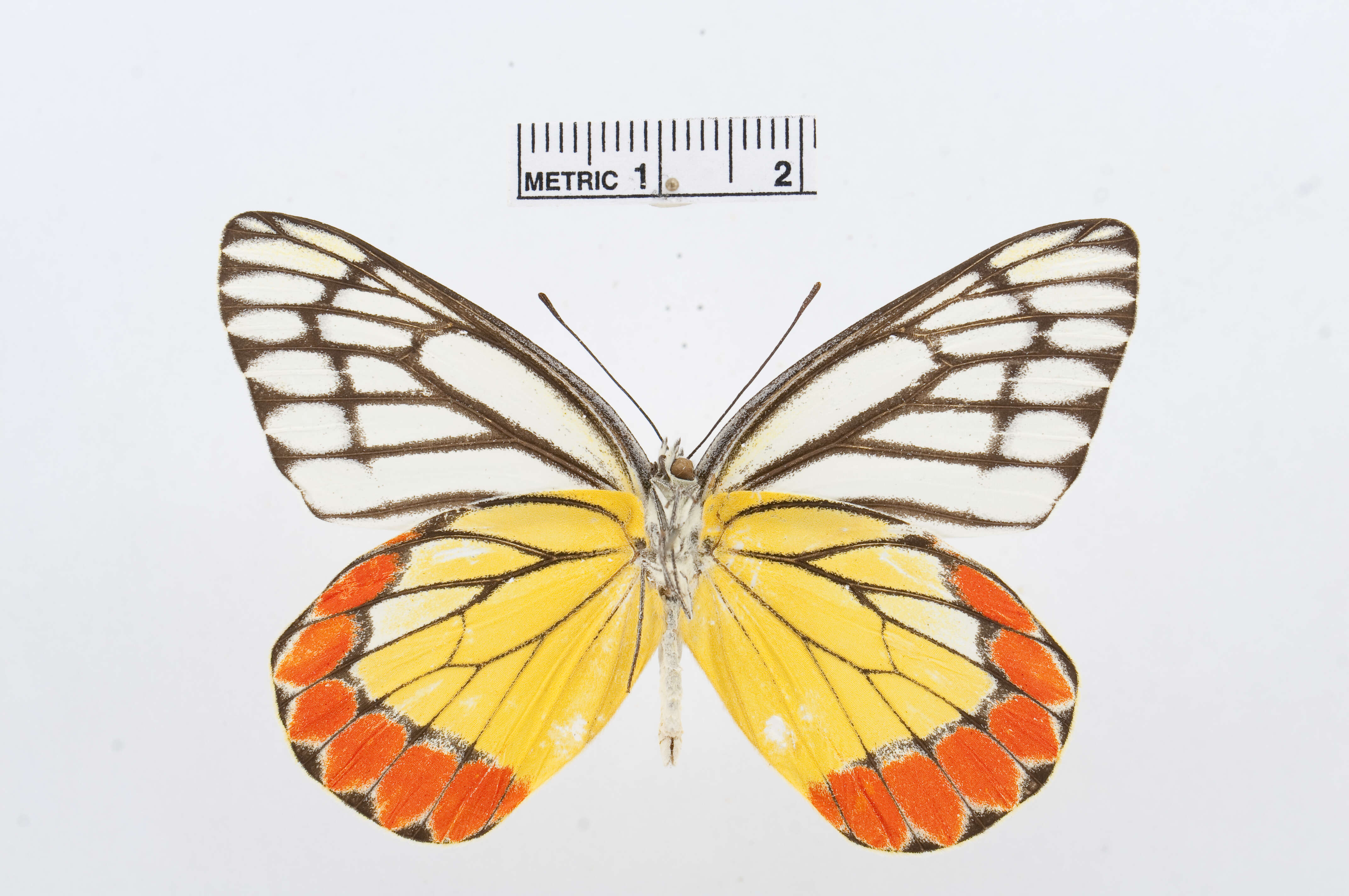 Image of Common Jezebel