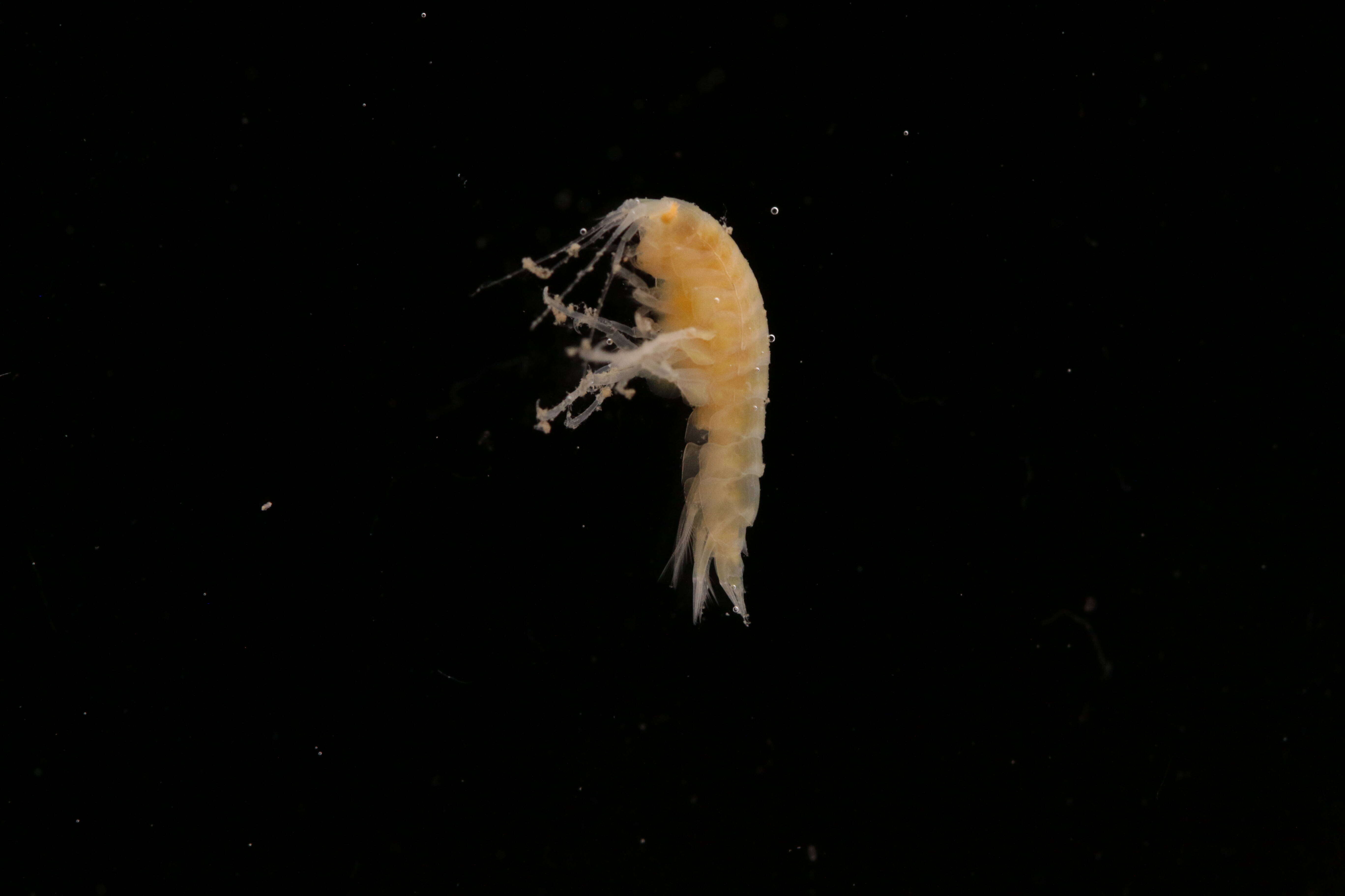 Image of Amphipoda