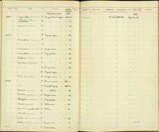 Image of Macronus ptilosus ptilosus Jardine & Selby 1835