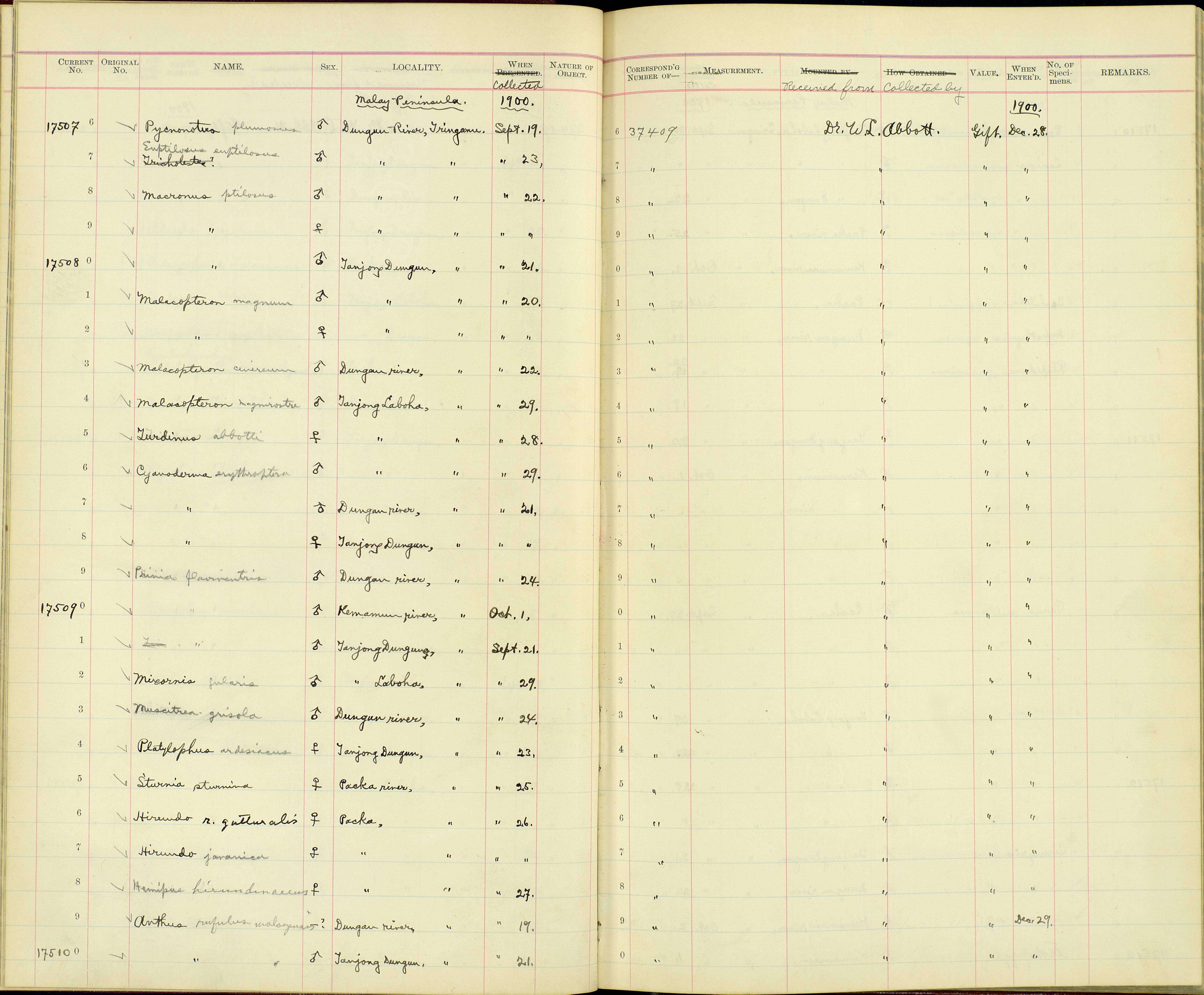 Imagem de Macronus ptilosus ptilosus Jardine & Selby 1835