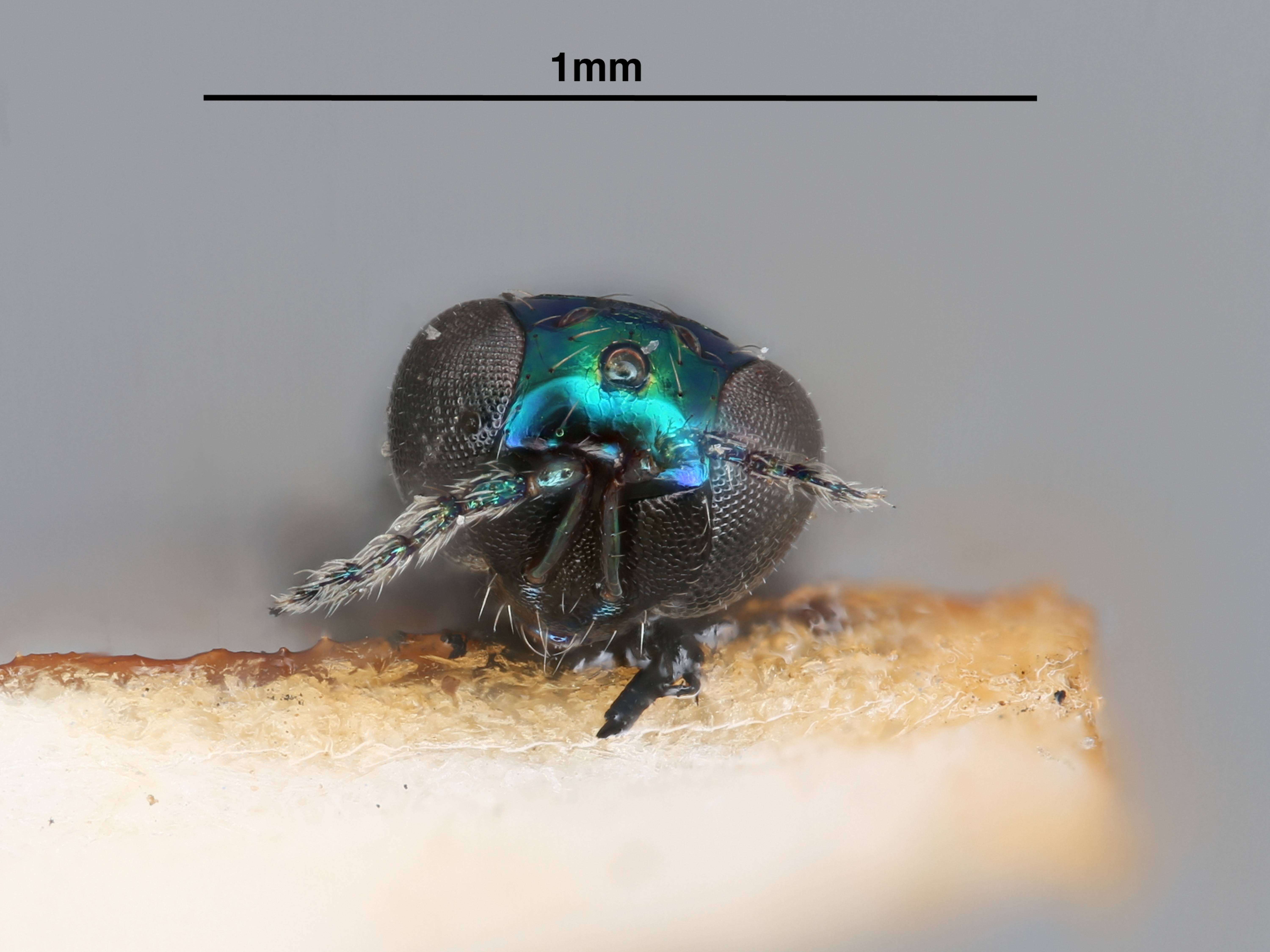 Sivun Pediobius bucculatricis (Gahan 1927) kuva