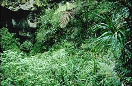 Image de Freycinetia arborea Gaudich.