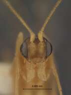 Image of Macrocentrus prolificus Wharton 1984