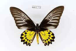 Troides helena (Linnaeus 1758) resmi