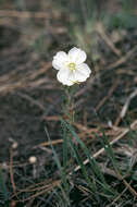 Image of crownleaf evening primrose