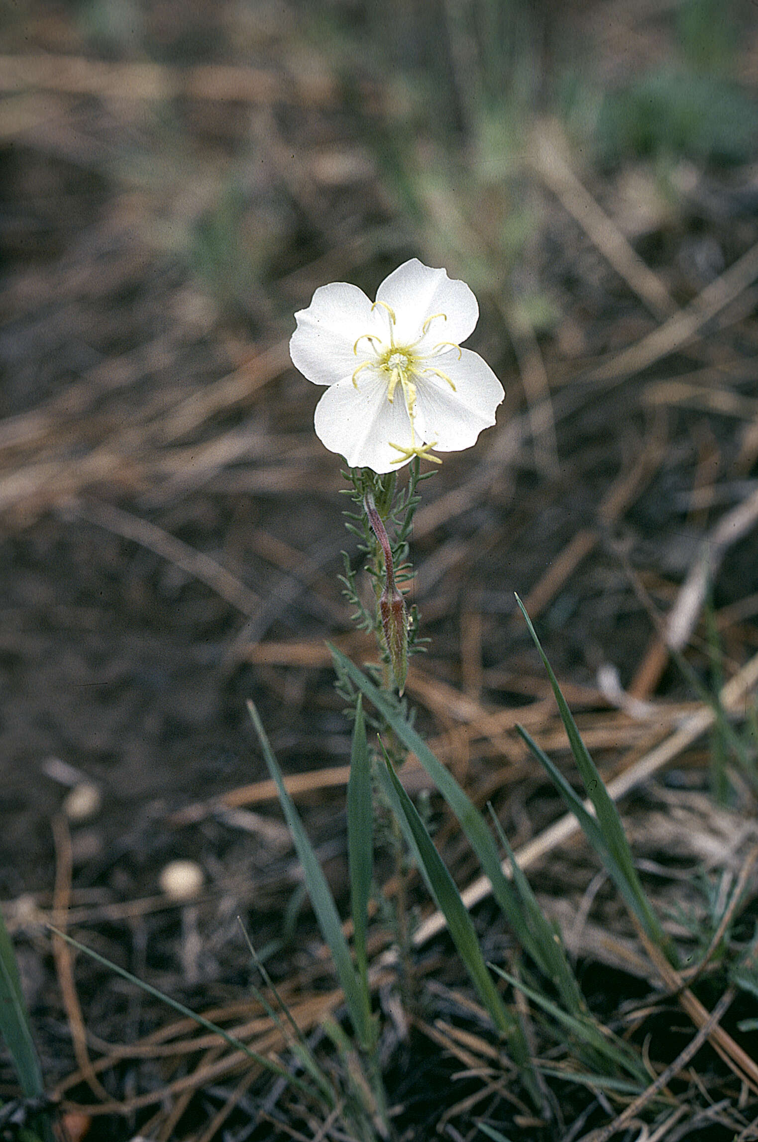 Image of crownleaf evening primrose