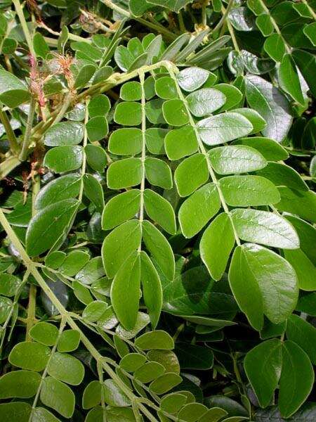 Image of Rain tree