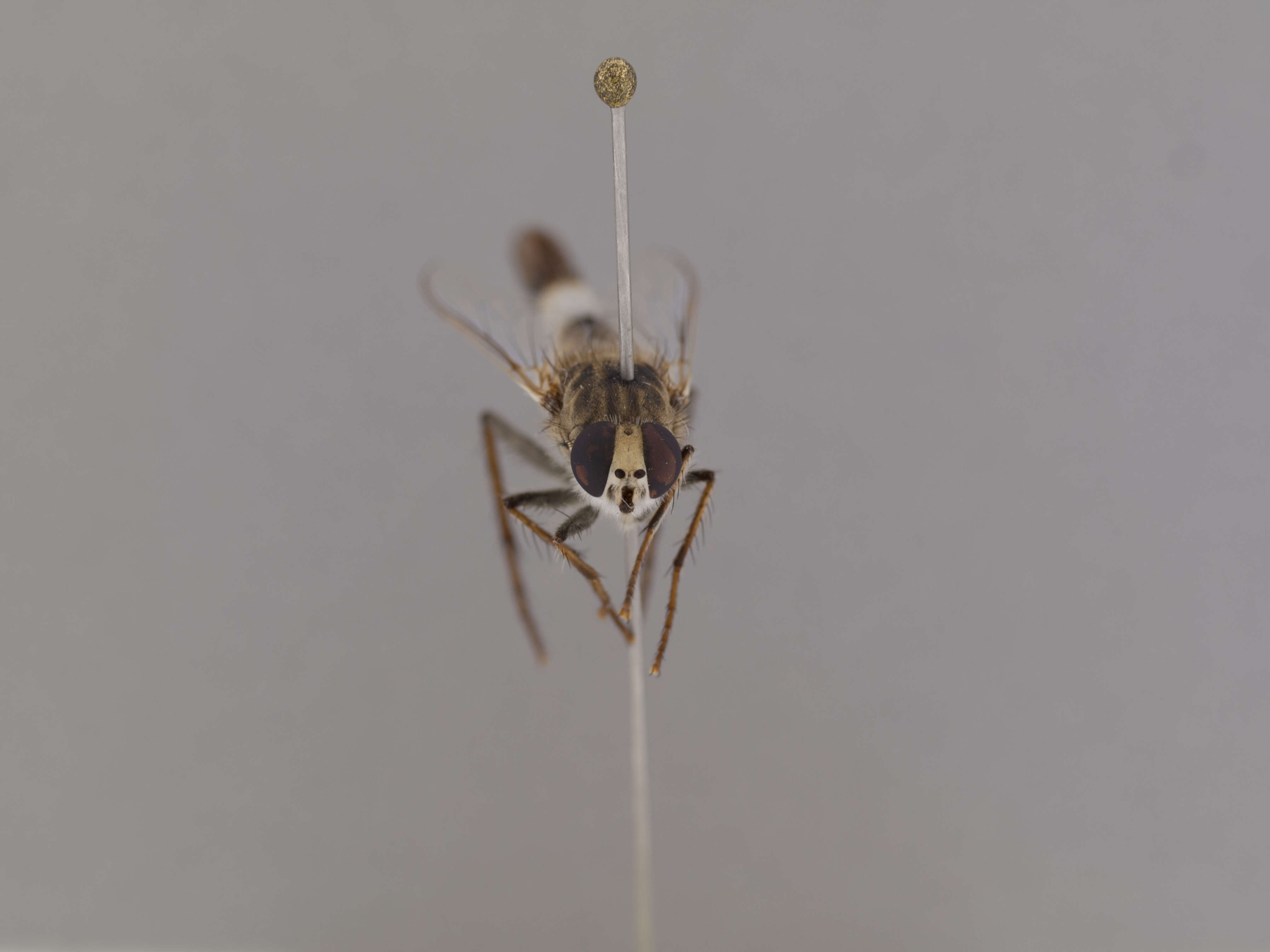 Image of Apiocera parkeri Cazier 1941