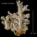 Image of common lace hydrocoral
