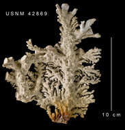 Image of common lace hydrocoral