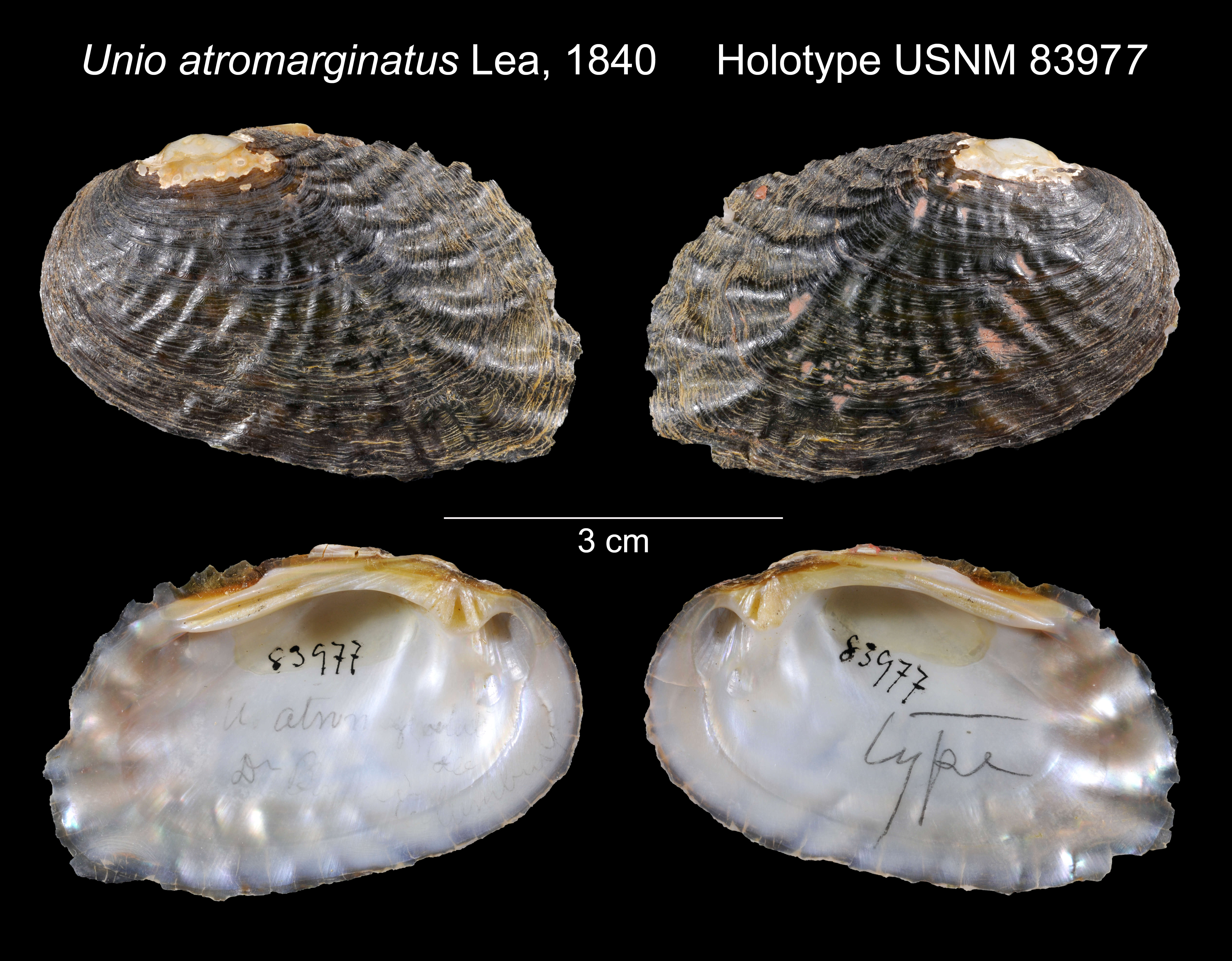 Image of Unio atromarginatus I. Lea 1840